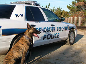 Фотография Собака Овчарка Животные