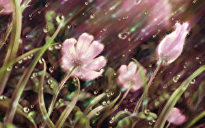 Картинки Анемоны весенний дождь цветок
