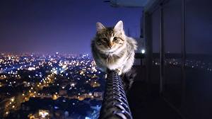 Фото Кошки Балконе В ночи Животные