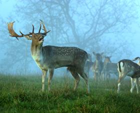 Фотографии Олени животное