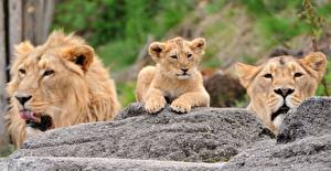 Фотография Большие кошки Львы Животные
