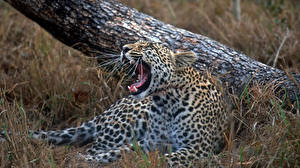 Фото Большие кошки Леопарды