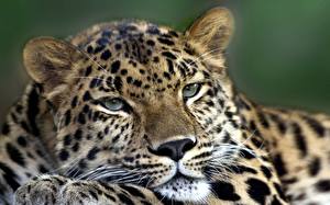 Картинка Большие кошки Леопард Животные