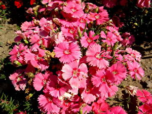 Картинки Гвоздика Турецкая розовая гвоздика Цветы