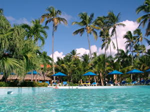 Картинки Курорты Плавательный бассейн Пальма