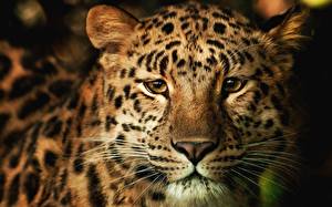 Фотографии Большие кошки Леопард животное