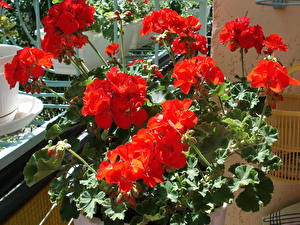 Картинки Герань цветок