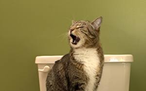 Картинки Коты Туалета Занято! животное