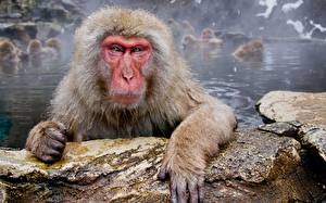 Фотография Обезьяны животное