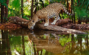 Фотографии Большие кошки Ягуары Животные