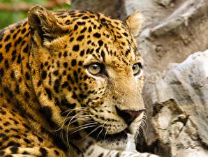 Картинка Большие кошки Леопард