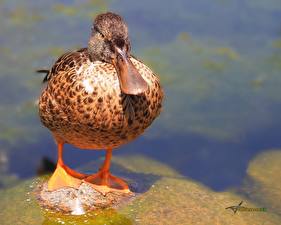 Картинки Птицы Утка животное