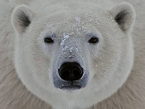 Картинки Медведи Белые Медведи животное