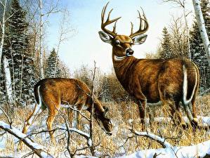 Фотографии Олени животное