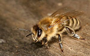 Фотография Насекомое Пчелы