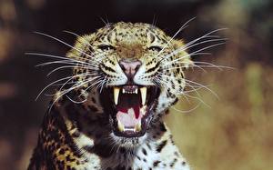 Картинка Большие кошки Леопарды Клыки Злость животное