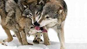 Обои Волк Язык (анатомия) Животные
