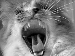 Обои Кошка Клыки Язык (анатомия) Зубы Зевают Животные