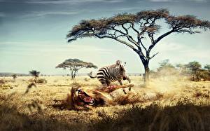 Фотографии Африка Львы Зебра Смешные
