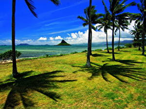 Обои Тропики Океан Пальмы Гавайи Природа
