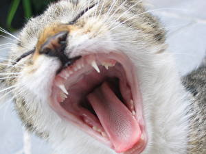 Картинка Кошки Клыки Язык (анатомия) Зубы Зевает Животные