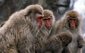 Фотография Обезьяна