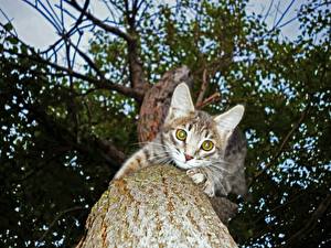 Обои Коты Ствол дерева Вид снизу Животные