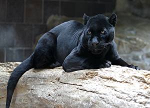 Фотографии Большие кошки Пантера животное