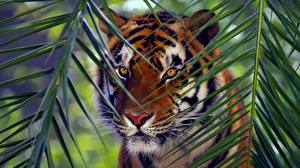 Картинки Большие кошки Тигры животное