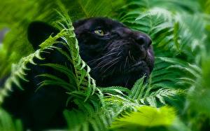 Фото Большие кошки Пантера Животные