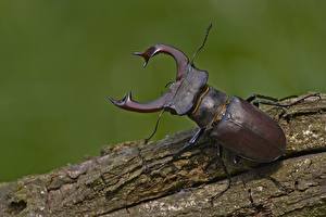 Картинки Насекомые Жуки животное