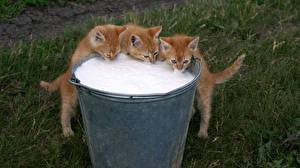 Картинка Коты Молоко Котят животное