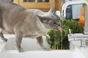 Фото Кошка Пьет воду Кран водопроводный Животные