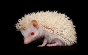 Фотография Ежики