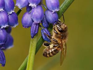Фото Насекомые Пчелы