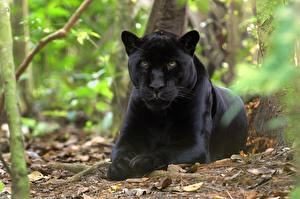 Фотография Большие кошки Пантеры Животные