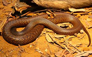 Фотография Змея Западная коричневая змея