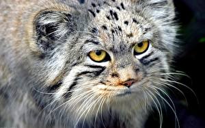 Фото Большие кошки Усы Вибриссы Животные