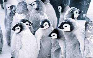 Фото Пингвины животное