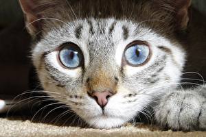 Картинка Коты Глаза Нос животное