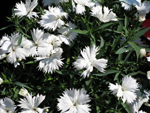 Картинка Гвоздики