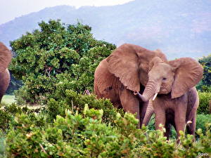 Фотография Слоны Животные