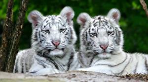 Фотография Большие кошки Тигр Животные