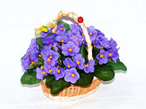 Фотографии Фиалки Цветы