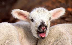 Фотографии Овцы Языком животное