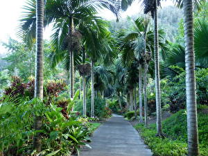 Картинка Тропический Пальма Гавайи Природа