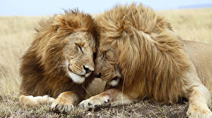 Фотографии Большие кошки Лев животное