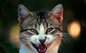 Фотография Коты Клыки животное