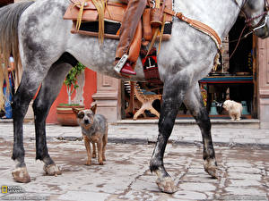 Картинка Собаки Австралийская пастушья взгляд лошадь