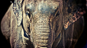 Картинки Слоны животное